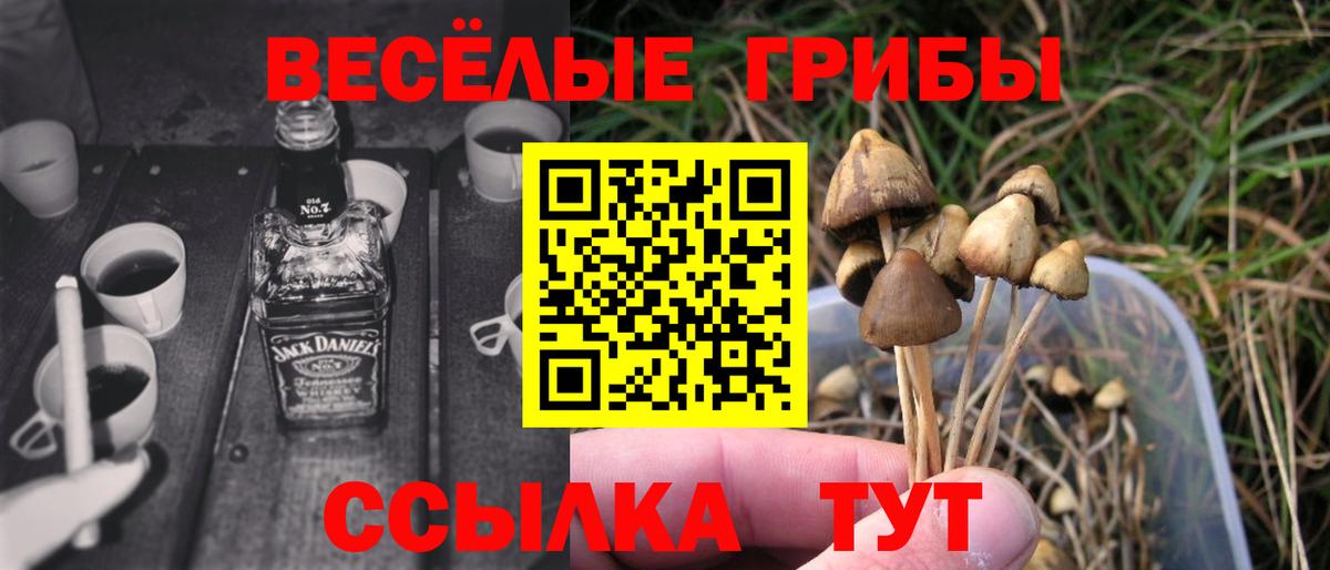 Тара  Псилоцибиновые грибы мицелий  Вход с VPN 